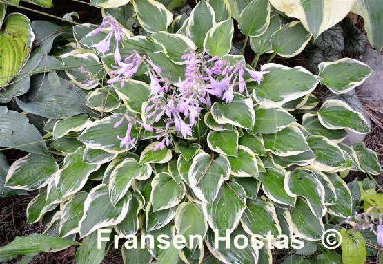 Hosta Lakeside Miss Muffett